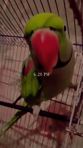 Tere vaste film se main Chandni 1613 sitare sangwan# totooo is my love #