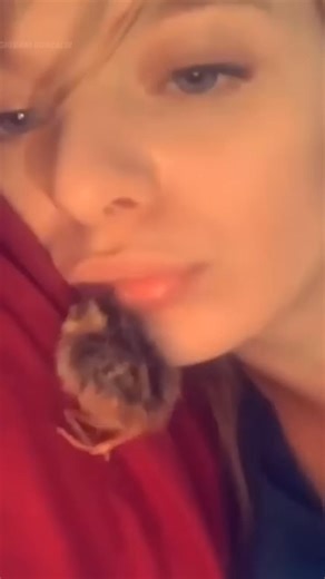 Why do chickens like to crawl into human mouths #animals #funnyanimal #funny #cute #chicks | Funnydog01