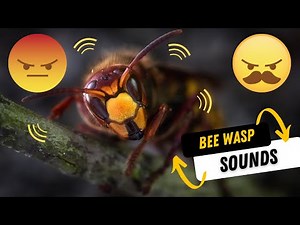 Bee Wasp sounds | Bee Wasp Buzzing Sound Effects! (BUZZZZZZZZZ!)