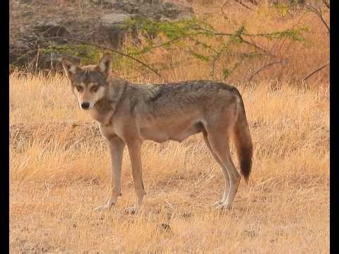 S4|EP22 -Are Indian Wolves the Oldest Wolf Lineage? Wolf Genetics with Omar Khayam