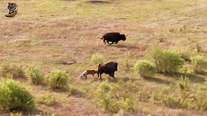 1M views · 20K reactions | Bisen 怜 Vs  Grey Wolf, Wild Animal Hindi, #wildlifephotography #documentary #wildanimals #wildlife #hindi #reels | Wild Animals Hindi | Facebook