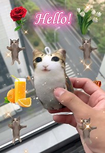 Thank you meowl🥰#fyp #meowl #catmeme