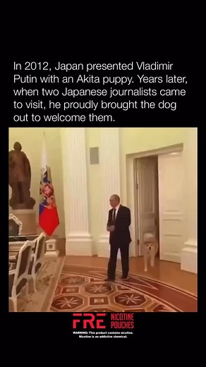 In 2012, Japan presented Vladimir Putin with an Akita puppy. Years later, when two Japanese journalists came to visit, he proudly brought the dog out to welcome them. | Historyinmemes