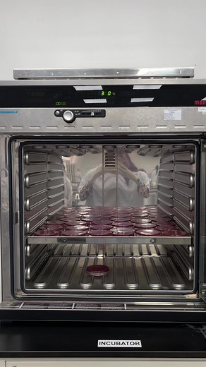 Mahsuri’s Lab Diaries ep. 1 📔 Our first medical microbiology practical session 🦠!! Learn a few aseptic techniques, the streak plate method, andddd the method for gram staining test of bacteria. It wass fun!