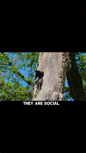 You Will Be Shocked When You Hear These Facts About Crows😱 #crow #birds #animals #shorts #facts #wow