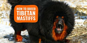 Tibetan Mastiff Breeding – History, Health, Litter Management, etc.