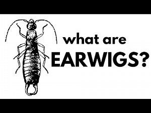 What are Earwigs?