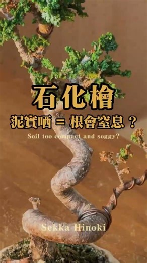 Sekka Hinoki Repotting in a Tiny Hong Kong Home｜石化檜換盆日記 #bonsai #tree #plants #indoorplants