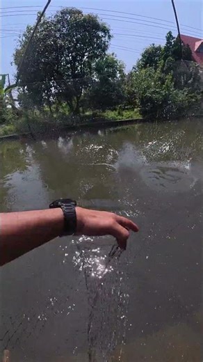 Using a lift net to catch fish in calm water. #liftnet #fishing