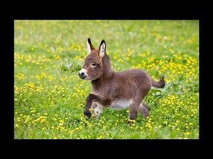 They're no bigger than a toddler. Dwarf Donkey
