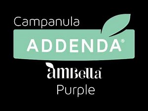 Campanula Ambella Purple by Addenda®