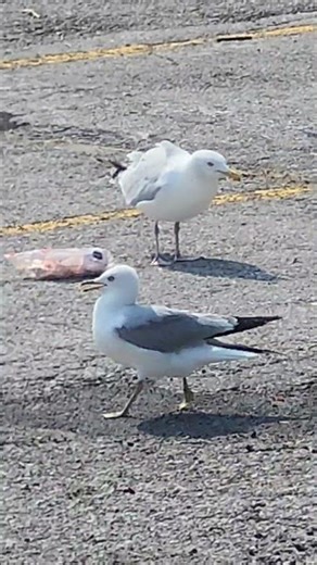 Laughing gull wins the foot race. #shorts