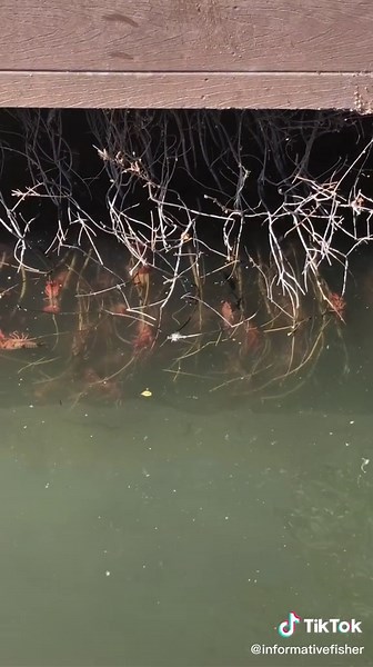 Exploring California Lakes: A Guide to Catching Crayfish