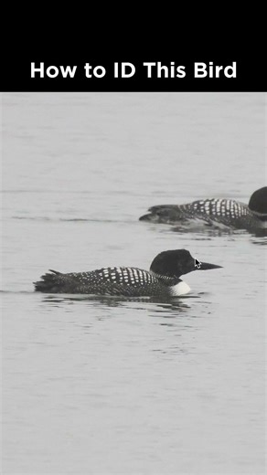Can you identify this bird?