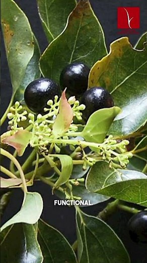 Camphor Tree – A Living Heritage of India | Sacred Plant Stories