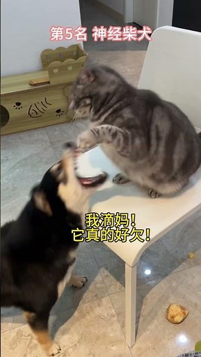 猫狗打架名场面TOP10！ 第4名真的太欠揍了！！#cat #dog #cute #funny #shorts