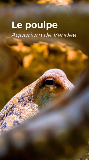 Le maître du camouflage 🐙 | Aquarium de Vendée