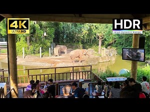 Singapore Zoo Animals Tour - 4K HDR