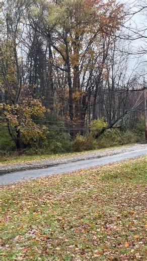 Stay off of saeli rd if you can help it between the pole that snapped and the tree on the wires. it’s only a matter of time before the other pole snaps 🤦‍♂️ | Matt Dallas