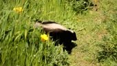 a Skunk moves through tall grass on the California coast