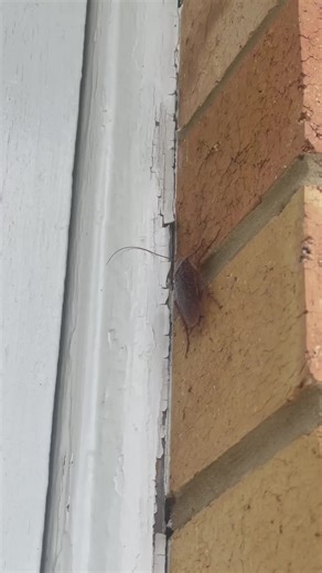 Reliable Pest Control Services in Brisbane