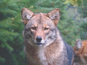 Coyote Vision: Comparing Their Sense of Sight to Humans and Other Animals