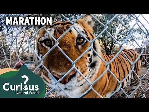 Surviving in Captivity: The Story of Predator Pets | Mega Marathon