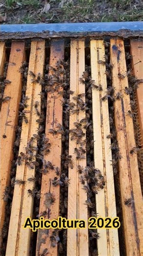 Stagione apistica 2026: si parte!