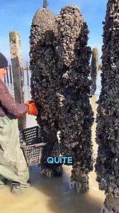 How Mussels Are Harvested This video shows how mussels are collected and harvested. For educational and informational purposes only. #shorts #mussels #interestingfacts #unique | All in