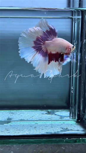 Purple Butterfly 💜🦋(Premium Quality) | Aqua Spark