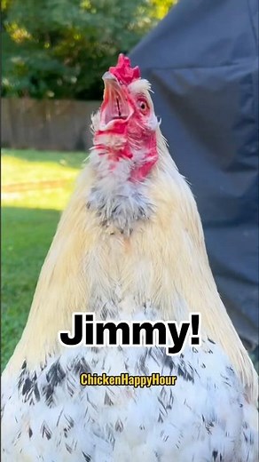 Frankie calls #jim #jimmy #james #rooster #chicken #funnyshorts #memesdaily