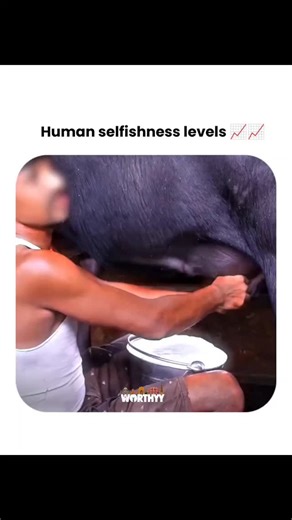 Worthy on Instagram: "One of the most significant issues in the Indian dairy industry is the widespread use of intensive farming methods that prioritize only milk production. Cows and buffaloes are often kept in overcrowded and unsanitary conditions, leading to stress, disease, and suffering. They are tied up their entire lives, unable to move freely or engage in natural behaviors. Furthermore, the routine practices employed in dairy farming are inherently cruel. For example, cows are artificial