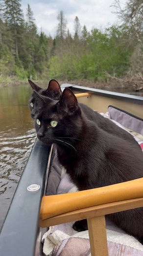 24K views · 60K reactions | We did it furriends and we could not have...