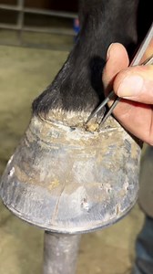 Horse Hoof Care: Farrier ASMR