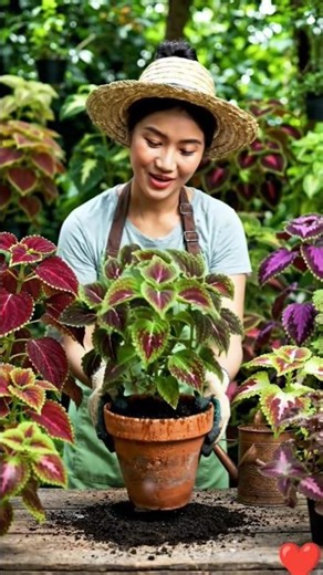 coleus plant easy grow home 🌿 #coleus #plants #ytshorts #shortsfeed #shorts