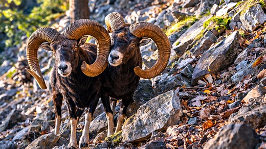 What this camera trap discovered on a remote mountain slope