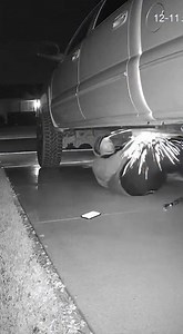 On January 27, 2026, in Fresno, California, a catalytic converter theft was stopped after a suspect unknowingly targeted a home protected by two German shepherds. Home security footage showed the thief crawling under a parked vehicle when both dogs charged in, barking aggressively and blocking his escape. Startled, the suspect abandoned the attempt and ran off empty-handed. The homeowner shared the video online, where viewers joked that the dogs were “full-time security,” and police later confir