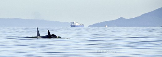 Deception Pass Whale Watching Tours With Deception Pass Tours
