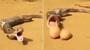 OMG! किंग कोबरा अचानक करने लगा अंडों की उल्टी, वीडियो देख उड़ गए लोगों के होश