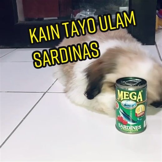 Sardines for Shih Tzu: Benefits and Best Practices