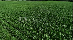 Drone aerial shot flying over farm land. Agriculture food production with cinematic movement. Prores file, shot in 4K.