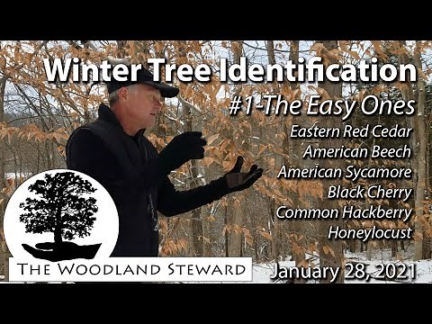 Winter Tree Identification #1 - The Easy Ones