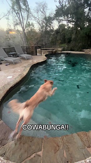 Charlie the Golden Retriever's Morning Swim Adventure