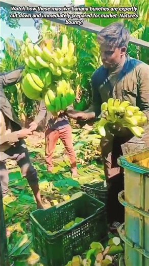 Amazing Technique Is Used to Harvest Bananas.