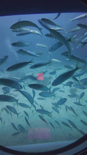 🌊 Dive into Adventure! 🌊 This year has been a whirlwind of underwater exploration! 🌟 From vibrant coral reefs to the mysterious depths, we’ve encountered incredible sea creatures that took our breath away. 🐠🐙 Each dive was a new story waiting to be told! #UnderwaterAdventure #SeaLife #ExploreTheOcean #DiveDeep #MarineDiscovery #OceanLovers #AdventureAwaits #NatureLovers #TravelDiaries #ExploreMore | Submarine Safaris Tenerife