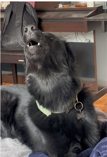 Todo sobre el Calupoh: el perro lobo mexicano