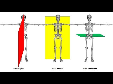 Planos y ejes de movimiento de Anatomía del cuerpo humano