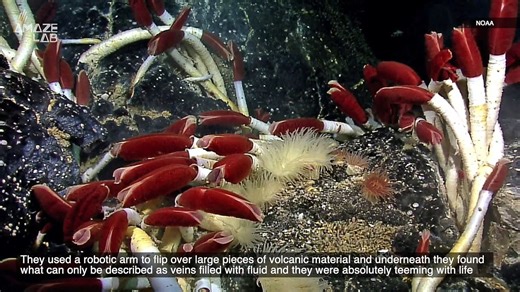Marine Researcher Discover Never Before Seen Ecosystem Underneath the Pacific Ocean Floor
