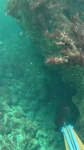Spearfishing for Cabezon at San clemente Island with the @oceanammo hybris 75 #spearfishing
