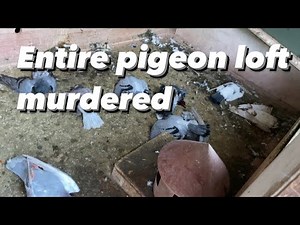 An Entire Pigeon Loft Got Killed